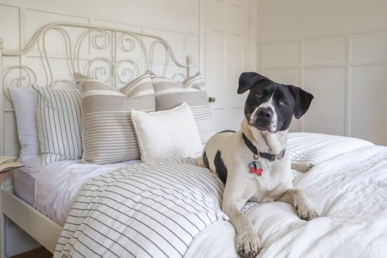 dog party decor ideas